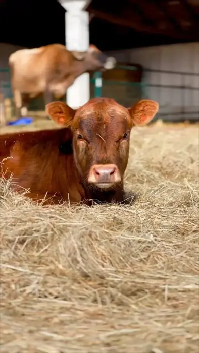 Life on Ardent Heart Farm