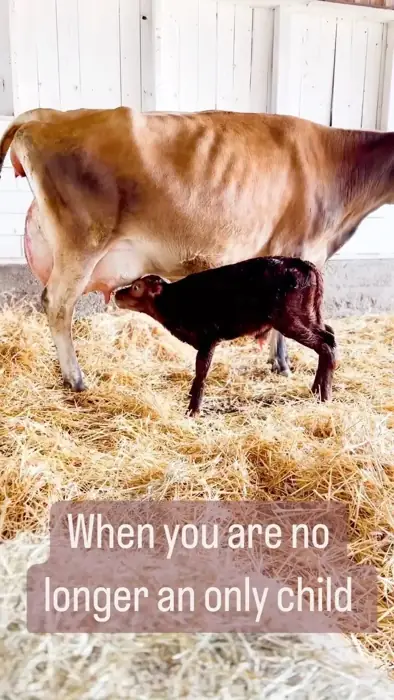Life on Ardent Heart Farm