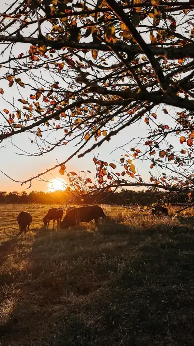Life on Ardent Heart Farm